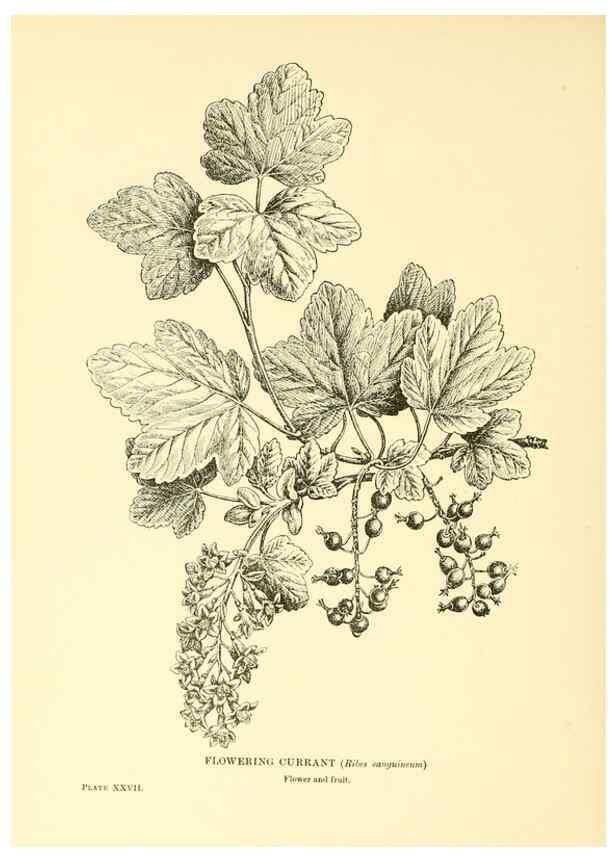 Reproducción/Reproduction 48635580598: Trees and shrubs of the British Isles;. LondonDent1909. 
