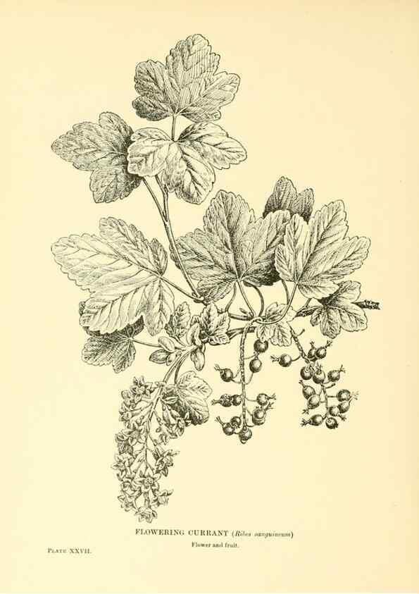 Reproducción/Reproduction 48635580598: Trees and shrubs of the British Isles;. LondonDent1909. 