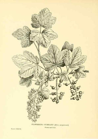 Reproducción/Reproduction 48635580598: Trees and shrubs of the British Isles;. LondonDent1909. 