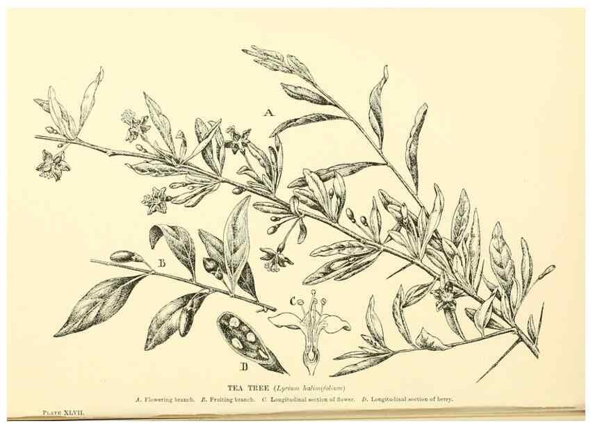 Reproducción/Reproduction 48635945271: Trees and shrubs of the British Isles;. LondonDent1909. 