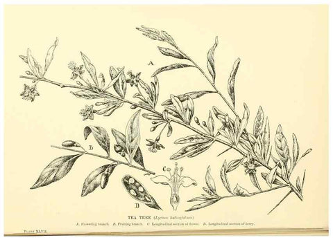 Reproducción/Reproduction 48635945271: Trees and shrubs of the British Isles;. LondonDent1909. 