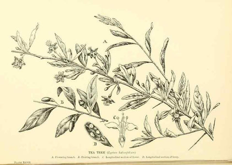 Reproducción/Reproduction 48635945271: Trees and shrubs of the British Isles;. LondonDent1909. 