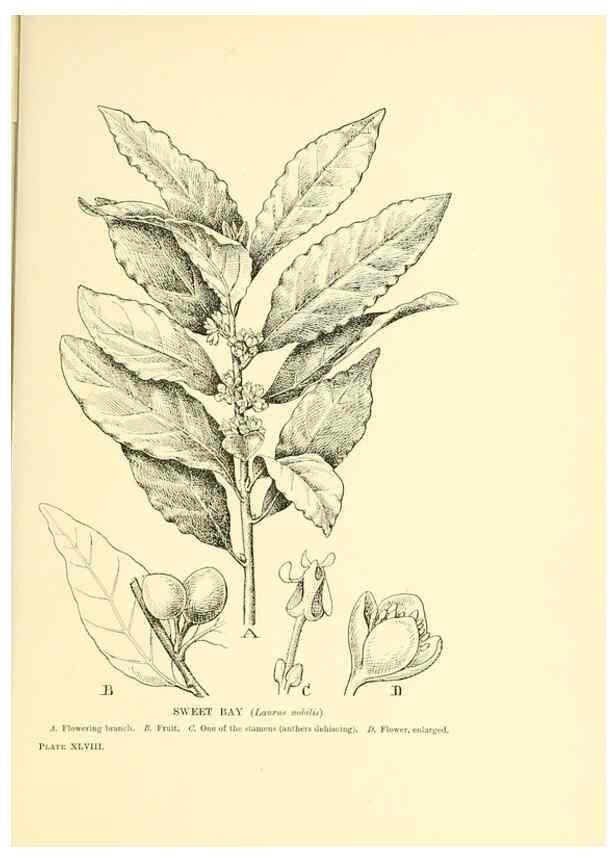 Reproducción/Reproduction 48636088302: Trees and shrubs of the British Isles;. LondonDent1909. 