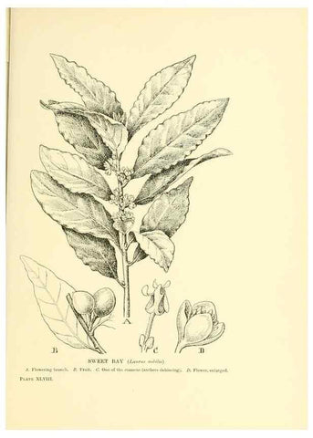 Reproducción/Reproduction 48636088302: Trees and shrubs of the British Isles;. LondonDent1909. 
