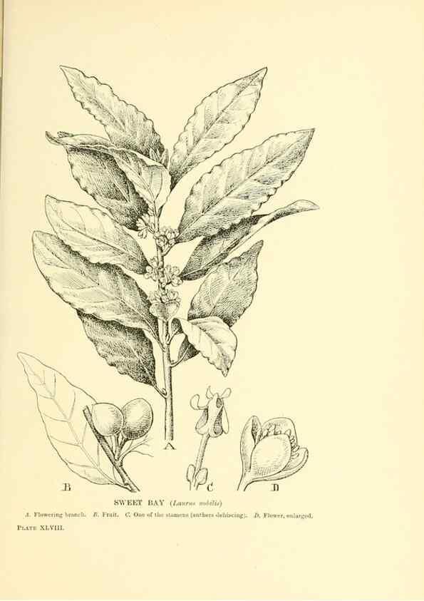 Reproducción/Reproduction 48636088302: Trees and shrubs of the British Isles;. LondonDent1909. 