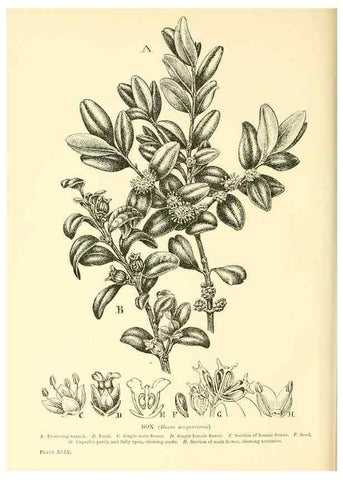 Reproducción/Reproduction 48635945851: Trees and shrubs of the British Isles;. LondonDent1909. 