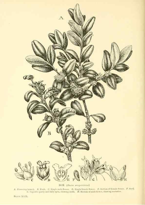 Reproducción/Reproduction 48635945851: Trees and shrubs of the British Isles;. LondonDent1909. 
