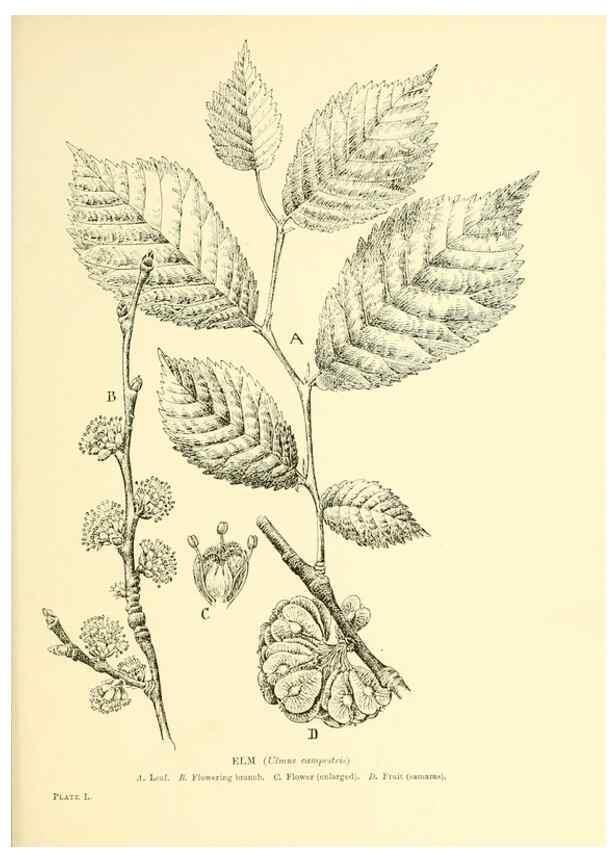 Reproducción/Reproduction 48635588633: Trees and shrubs of the British Isles;. LondonDent1909. 