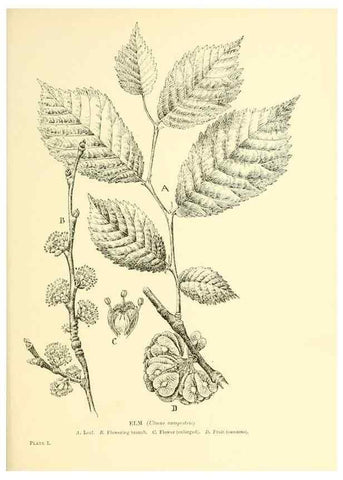 Reproducción/Reproduction 48635588633: Trees and shrubs of the British Isles;. LondonDent1909. 
