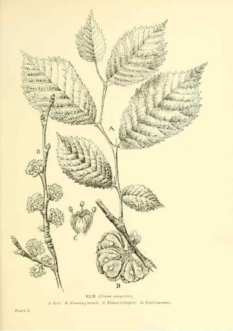 Reproducción/Reproduction 48635588633: Trees and shrubs of the British Isles;. LondonDent1909. 
