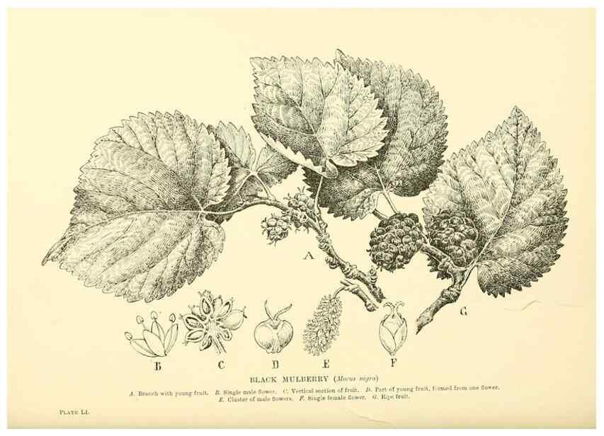 Reproducción/Reproduction 48635589038: Trees and shrubs of the British Isles;. LondonDent1909. 