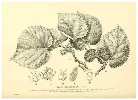 Reproducción/Reproduction 48635589038: Trees and shrubs of the British Isles;. LondonDent1909. 
