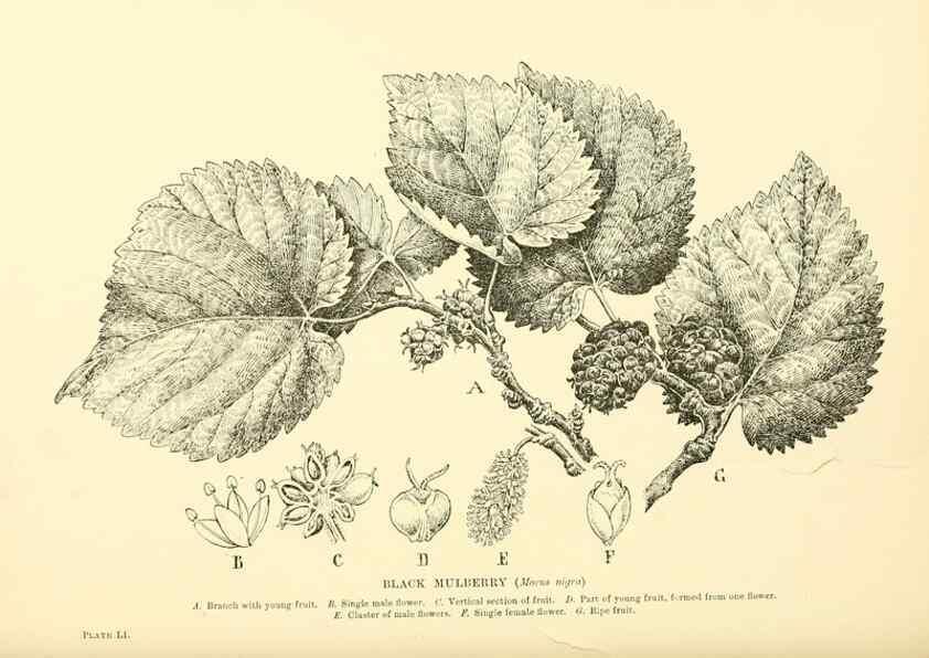 Reproducción/Reproduction 48635589038: Trees and shrubs of the British Isles;. LondonDent1909. 