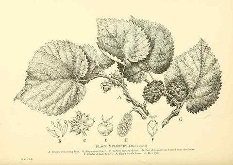 Reproducción/Reproduction 48635589038: Trees and shrubs of the British Isles;. LondonDent1909. 