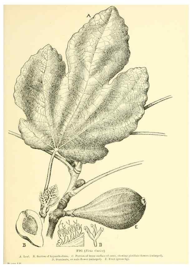 Reproducción/Reproduction 48635589478: Trees and shrubs of the British Isles;. LondonDent1909. 