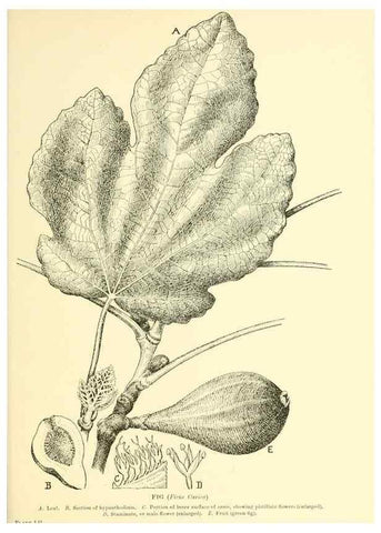 Reproducción/Reproduction 48635589478: Trees and shrubs of the British Isles;. LondonDent1909. 