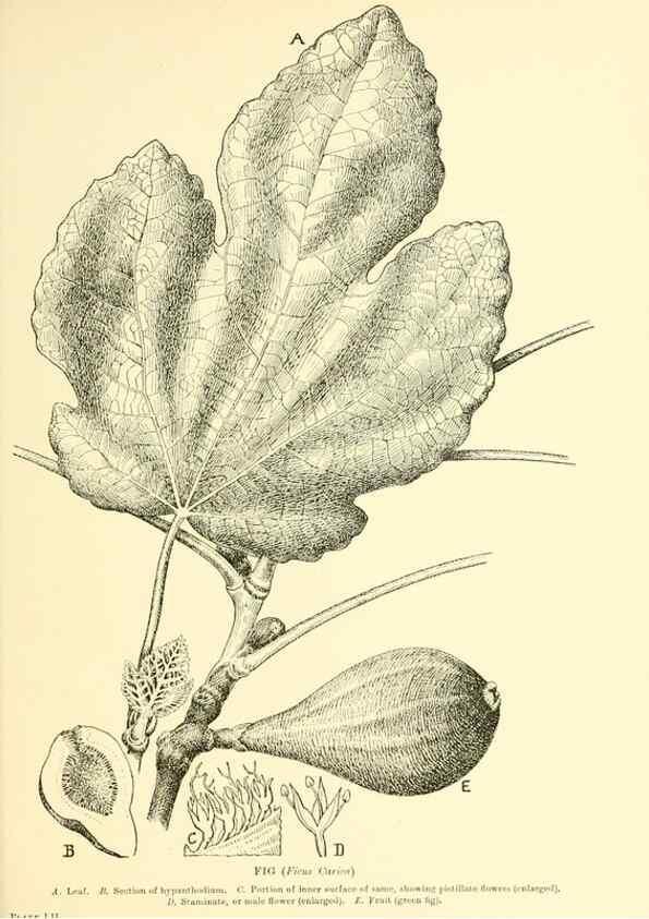 Reproducción/Reproduction 48635589478: Trees and shrubs of the British Isles;. LondonDent1909. 