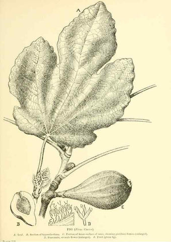 Reproducción/Reproduction 48635589478: Trees and shrubs of the British Isles;. LondonDent1909. 