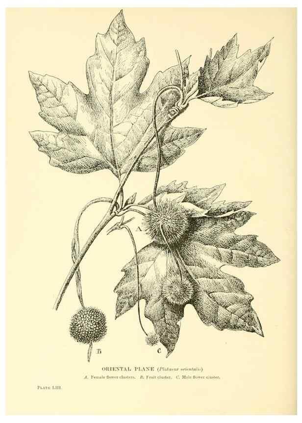 Reproducción/Reproduction 48635947211: Trees and shrubs of the British Isles;. LondonDent1909. 