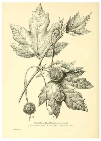 Reproducción/Reproduction 48635947211: Trees and shrubs of the British Isles;. LondonDent1909. 