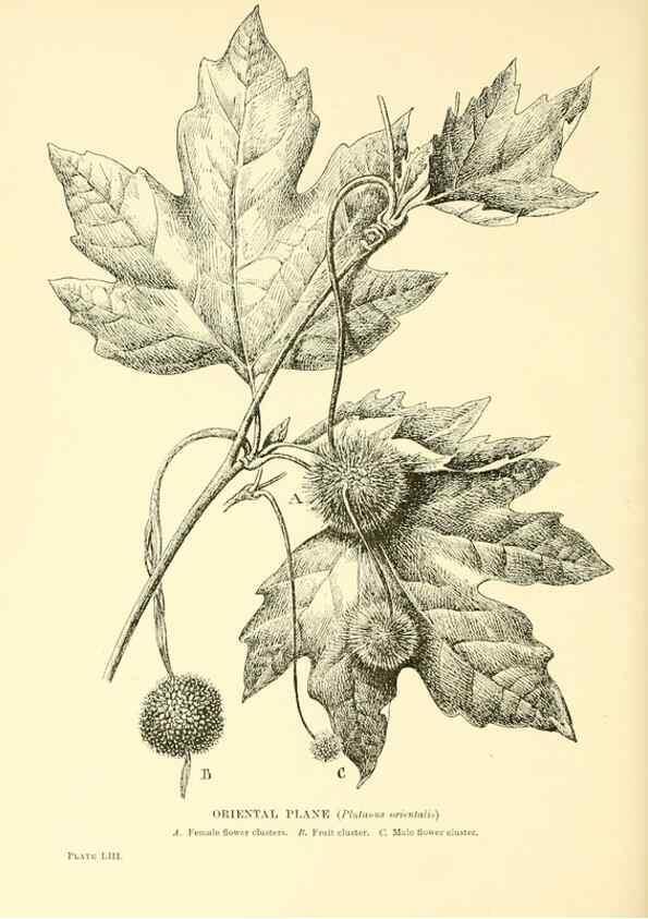 Reproducción/Reproduction 48635947211: Trees and shrubs of the British Isles;. LondonDent1909. 