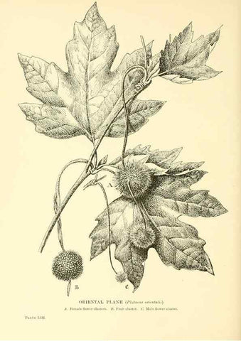 Reproducción/Reproduction 48635947211: Trees and shrubs of the British Isles;. LondonDent1909. 