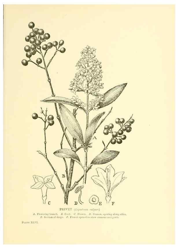 Reproducción/Reproduction 48635944981: Trees and shrubs of the British Isles;. LondonDent1909. 