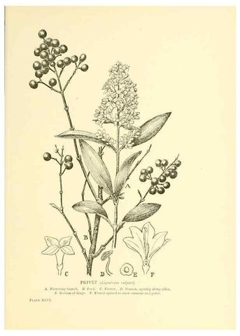 Reproducción/Reproduction 48635944981: Trees and shrubs of the British Isles;. LondonDent1909. 