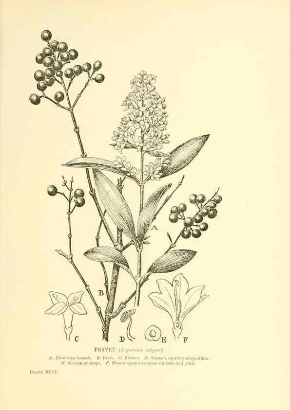 Reproducción/Reproduction 48635944981: Trees and shrubs of the British Isles;. LondonDent1909. 