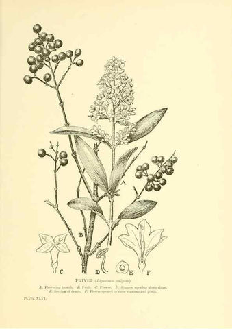 Reproducción/Reproduction 48635944981: Trees and shrubs of the British Isles;. LondonDent1909. 