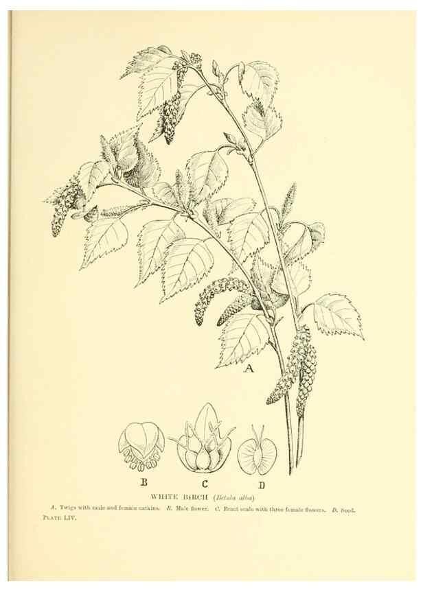 Reproducción/Reproduction 48635590058: Trees and shrubs of the British Isles;. LondonDent1909. 