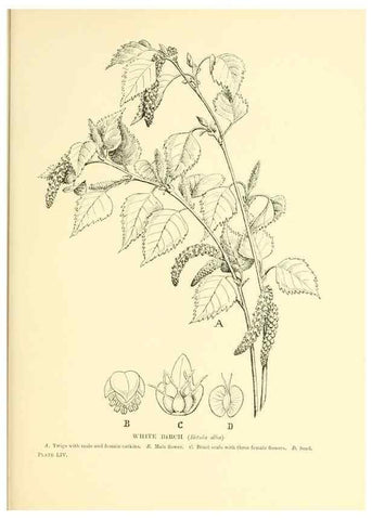 Reproducción/Reproduction 48635590058: Trees and shrubs of the British Isles;. LondonDent1909. 