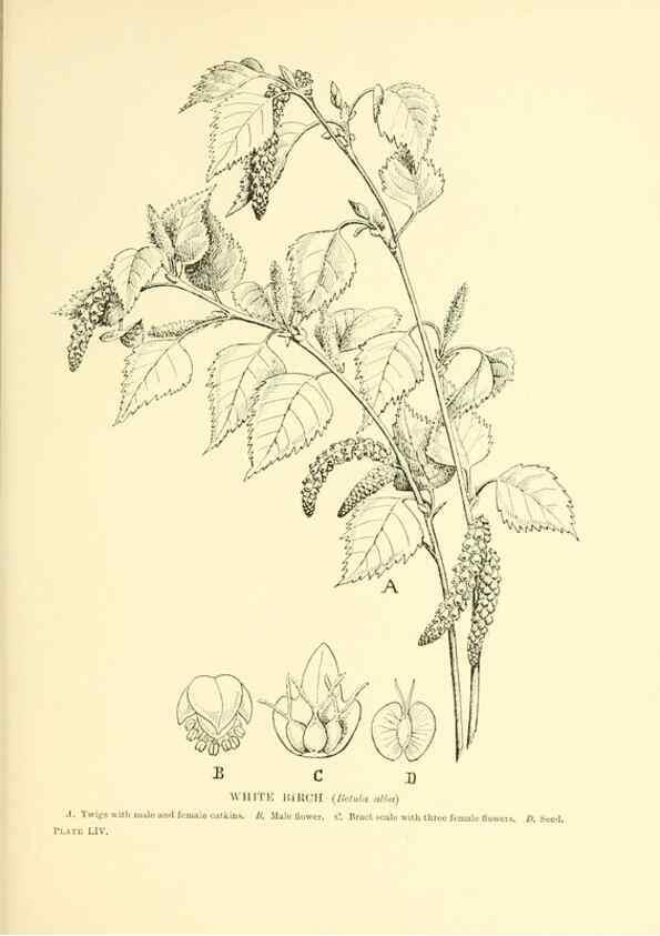 Reproducción/Reproduction 48635590058: Trees and shrubs of the British Isles;. LondonDent1909. 