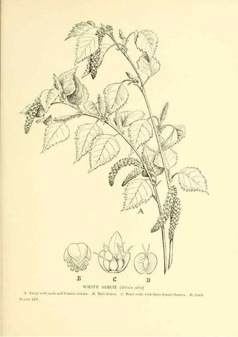 Reproducción/Reproduction 48635590058: Trees and shrubs of the British Isles;. LondonDent1909. 