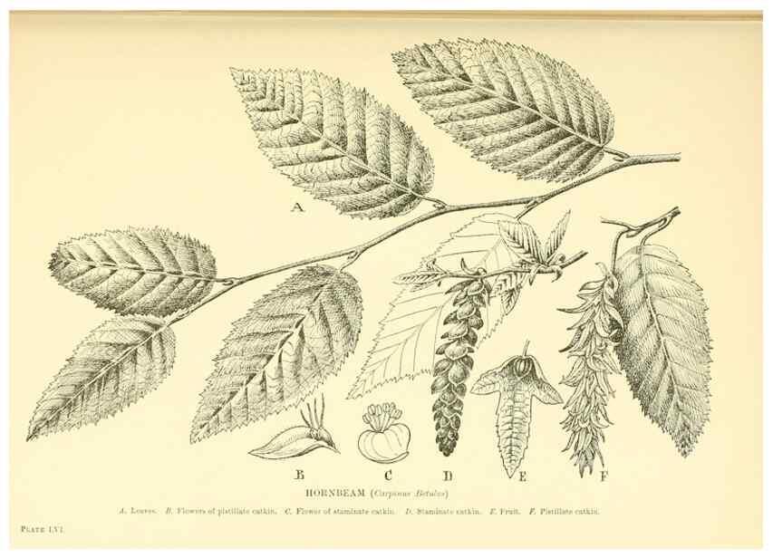 Reproducción/Reproduction 48635590803: Trees and shrubs of the British Isles;. LondonDent1909. 