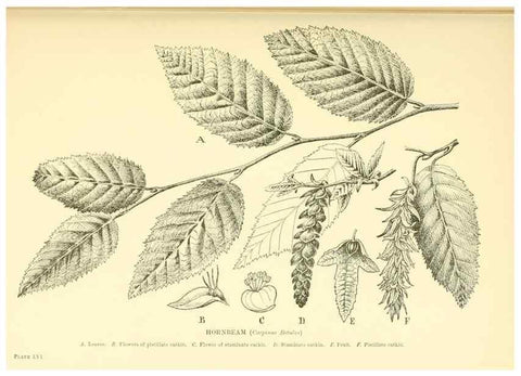 Reproducción/Reproduction 48635590803: Trees and shrubs of the British Isles;. LondonDent1909. 