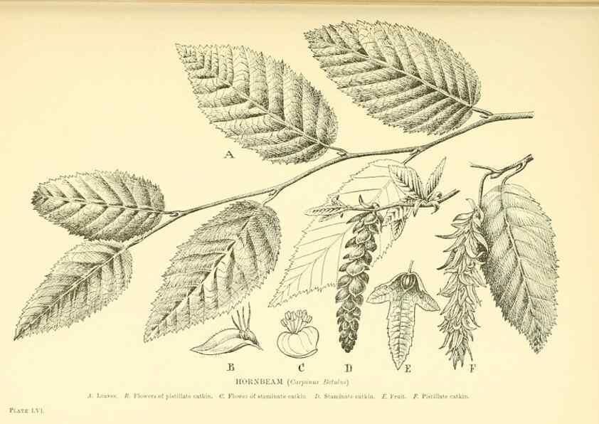 Reproducción/Reproduction 48635590803: Trees and shrubs of the British Isles;. LondonDent1909. 
