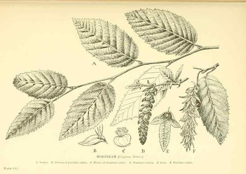 Reproducción/Reproduction 48635590803: Trees and shrubs of the British Isles;. LondonDent1909. 