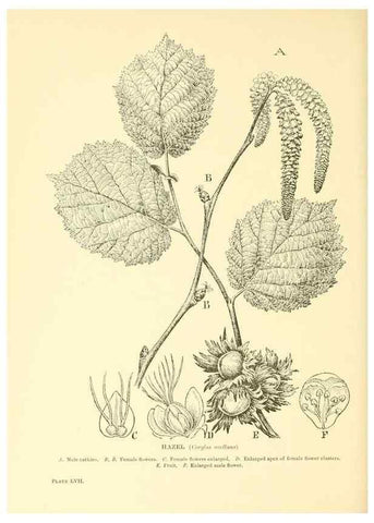 Reproducción/Reproduction 48635591113: Trees and shrubs of the British Isles;. LondonDent1909. 