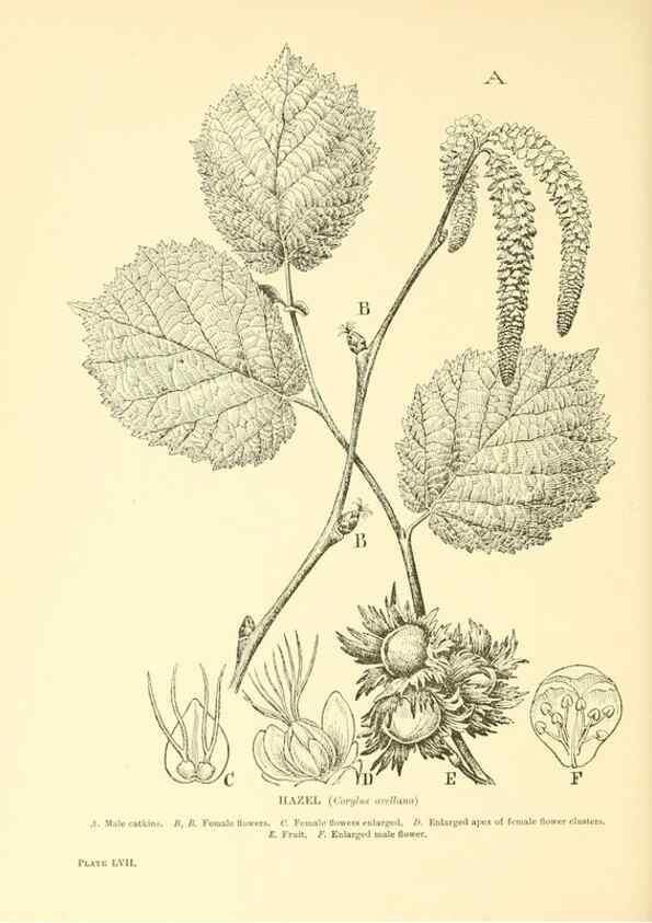 Reproducción/Reproduction 48635591113: Trees and shrubs of the British Isles;. LondonDent1909. 