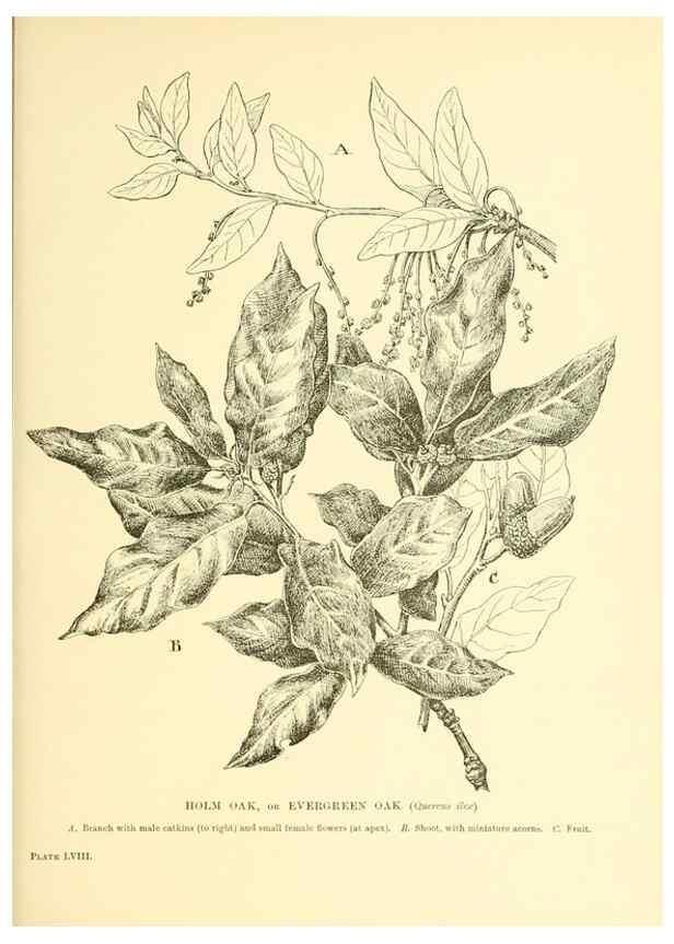 Reproducción/Reproduction 48636091797: Trees and shrubs of the British Isles;. LondonDent1909. 