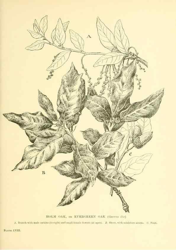Reproducción/Reproduction 48636091797: Trees and shrubs of the British Isles;. LondonDent1909. 