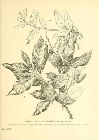 Reproducción/Reproduction 48636091797: Trees and shrubs of the British Isles;. LondonDent1909. 