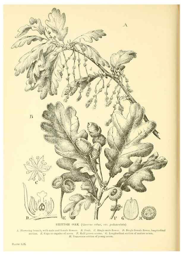 Reproducción/Reproduction 48635949201: Trees and shrubs of the British Isles;. LondonDent1909. 