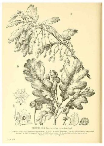 Reproducción/Reproduction 48635949201: Trees and shrubs of the British Isles;. LondonDent1909. 