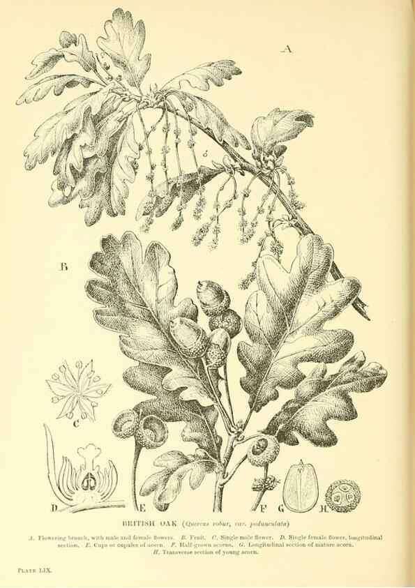 Reproducción/Reproduction 48635949201: Trees and shrubs of the British Isles;. LondonDent1909. 
