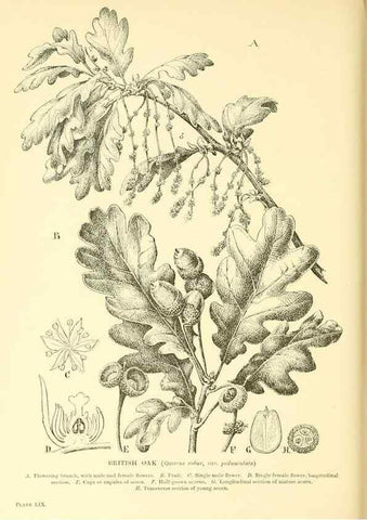 Reproducción/Reproduction 48635949201: Trees and shrubs of the British Isles;. LondonDent1909. 