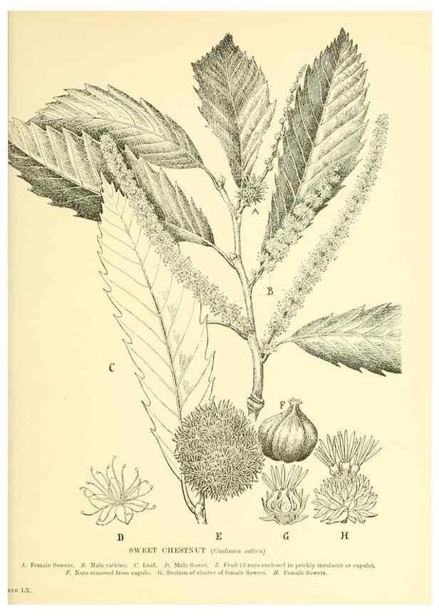 Reproducción/Reproduction 48636092482: Trees and shrubs of the British Isles;. LondonDent1909. 