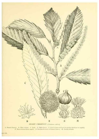 Reproducción/Reproduction 48636092482: Trees and shrubs of the British Isles;. LondonDent1909. 
