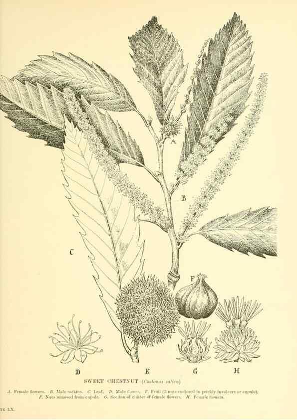 Reproducción/Reproduction 48636092482: Trees and shrubs of the British Isles;. LondonDent1909. 